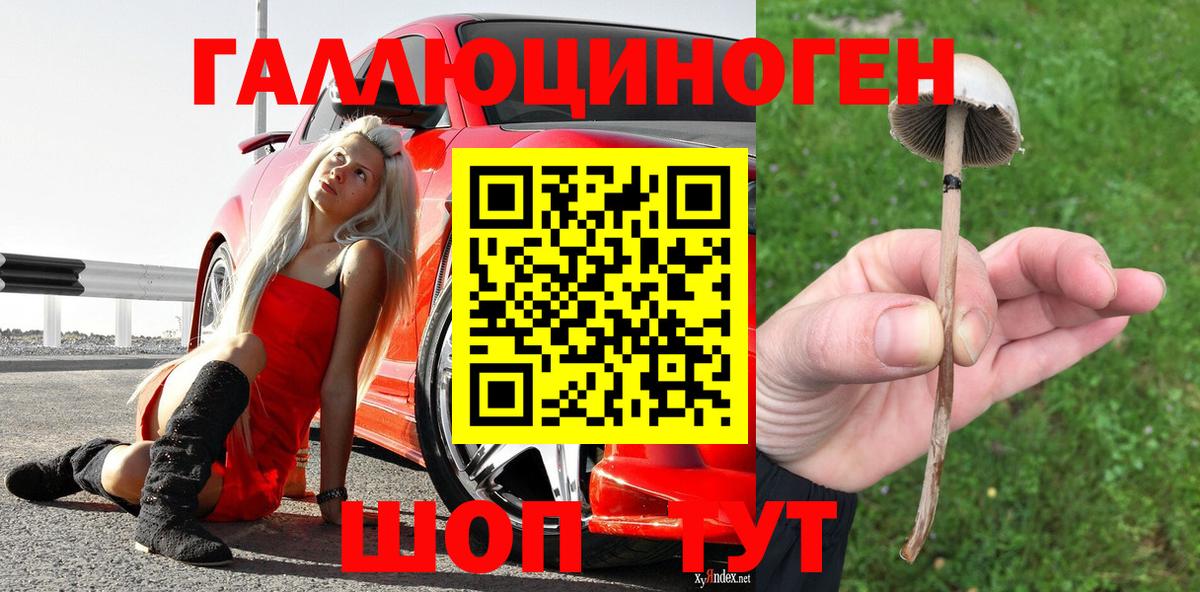 Псилоцибиновые грибы Psilocybine cubensis Советский